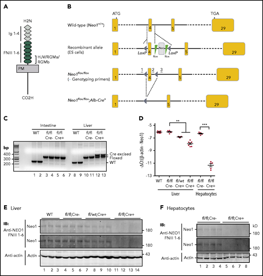 Generation of hepatocyte-specific conditional Neo1 knockout (Neo1fl/fl;Alb-Cre+) mice. (A) Diagram of NEO1 and the domains that HJV/RGMa/RGMb bind. FNIII, fibronectin III; Ig, immunoglobulin; PM, plasma membrane. (B) Schematic depictions of loxP-flanked (floxed) Neo1 allele and the allele after Cre recombinase-mediated excision. Genotyping primer positions are indicated. (C) PCR analysis of genomic DNA extracted from the liver and intestine of wild-type (WT), Neo1fl/fl;Alb-Cre−, and Neo1fl/fl;Alb-Cre+ mice. (D) qRT-PCR analysis of Neo1 mRNA levels in the liver and isolated hepatocytes from 8-week-old WT, Neo1fl/fl;Alb-Cre−, Neo1fl/fl;Alb-Cre+, or Neo1fl/wt;Alb-Cr+ mice. Each group consists of at least 3 animals. Data shown are means ± SD. **P < .01 and ***P < .001 relative to the respective Neo1fl/fl;Alb-Cre− controls. (E-F) Representative images of western blot analysis for Neo1 and β-actin in the liver (E) and isolated hepatocytes (F). Two images of Neo1 with different exposure times were presented. IB, immunoblotting.
