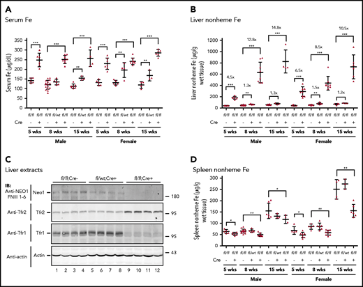 Neo1fl/fl;Alb-Cre+mice have iron overload. (A) Serum iron (Fe) assay for Neo1fl/fl;Alb-Cre−, Neo1fl/wt;Alb-Cr+, and Neo1fl/fl;Alb-Cre+ male and female mice at 5, 8, and 15 weeks old. (B) Liver nonheme iron assay. Iron concentration is expressed as micrograms of iron per gram of wet tissue. (C) Representative images of western blot analysis for Neo1, Tfr2, Tfr1, and β-actin in the liver extracts of 8-week-old Neo1fl/fl;Alb-Cre−, Neo1fl/wt;Alb-Cr+, and Neo1fl/fl;Alb-Cre+ mice. (D) Spleen nonheme iron assay. Each group consists of at least 3 animals. The means ± SD are presented. A 2-tailed Student t test was used to analyze the data for 5-week-old mice, and 1-way analysis of variance (ANOVA) and Tukey’s posttests were used to analyze the data for 8- and 15-week-old mice. *P < .05; **P < .01; ***P < .001.