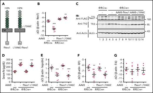 Induction of hepcidin expression by hepatocyte Neo1 depends on its interaction with Hjv. (A) Diagrams of fNeo1 and fNeo1L1046E constructs with C-terminal FLAG/MYC tag. f, FLAG; m, MYC. (B) qRT-PCR analysis of hepatic Neo1 mRNA from Neo1fl/fl;Alb-Cre− mice, PBS-injected Neo1fl/fl;Alb-Cre+ mice (–), and Neo1fl/fl;Alb-Cre+ mice transduced with AAV8-fNeo1 and fNeo1L1046E. (C) Representative images of western blot analysis for fNeo1/fNeo1L1046E, Tfr2, and β-actin in the liver extracts (250 µg protein) from mice described in panel B using anti-FLAG, Tfr2, and β-actin antibodies. (D) Serum iron (Fe) assay. (E-G) qRT-PCR analysis of hepatic hepcidin, Id1, and IL-6 mRNA. Each group consists of at least 5 animals. Data shown are means ± SD. One-way ANOVA and Tukey’s posttests were used to analyze the data relative to Neo1fl/fl;Alb-Cre− mice. *P < .05; **P < .01; ***P < .001. ns, nonspecific band.