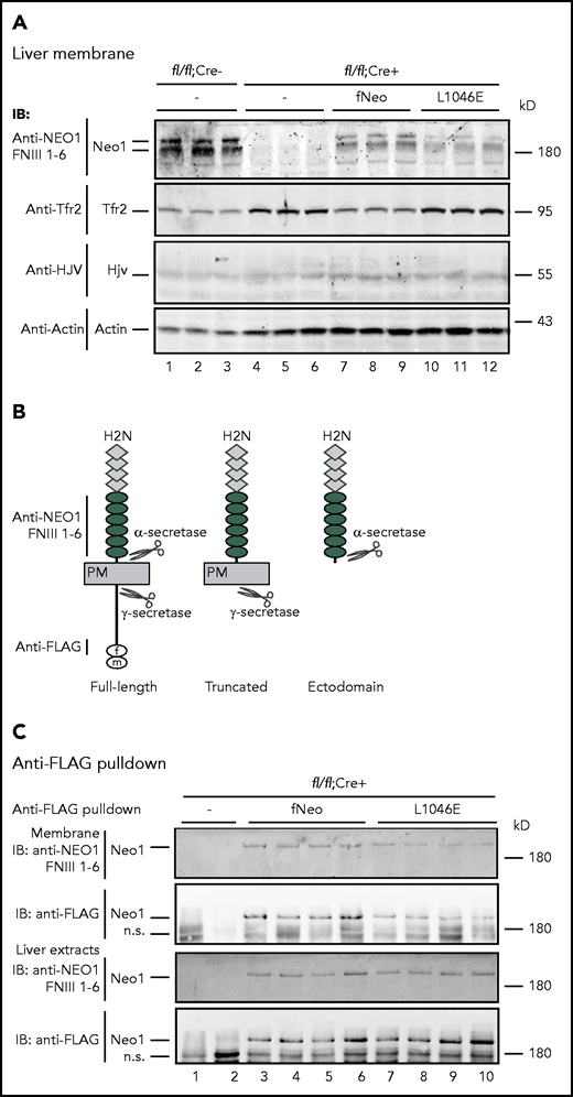 Lack of Hjv interaction decreases the level of membrane-associated Neo1, but not Hjv in the liver. (A) Representative images of western blot analysis for endogenously expressed Neo1, Tfr2, Hjv, and β-actin, as well as the introduced fNeo1 and fNeo1L1046E, in the liver membrane preparation (250 µg protein) of Neo1fl/fl;Alb-Cre− mice, PBS-injected Neo1fl/fl;Alb-Cre+ mice (–), and Neo1fl/fl;Alb-Cre+ mice transduced with AAV8-fNeo1 and fNeo1L1046E. (B) Diagrams of the predicted cleavage sites by α- and γ-secretases in fNeo1, as well as the antibodies used for western blot analysis in panels A and C. (C) Representative images of western blot analysis for concentrated fNeo1 and fNeo1L1046E from the liver membrane preparation (membrane) and the whole liver extracts (liver extracts) of Neo1fl/fl;Alb-Cre+ mice transduced with AAV8-fNeo1 and fNeo1L1046E. fNeo1 and fNeo1L1046E from ∼2 mg extract proteins was pulled down by using anti-FLAG affinity gel (A2220; Sigma), followed by elution using the 3xFLAG peptide at ∼200 µg/mL (F4799; Sigma) and immunodetection using anti-NEO1 FNIII 1-6 and anti-FLAG antibody.