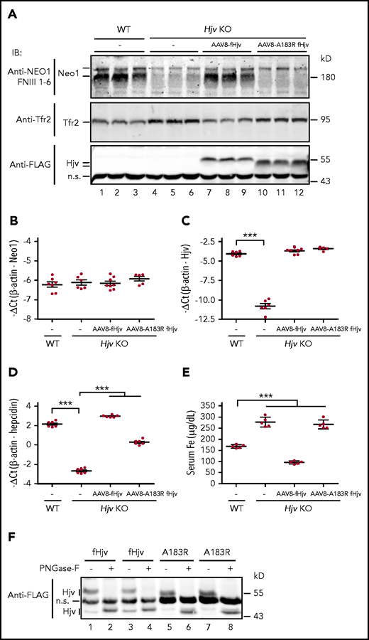Hjv increases γ-secretase-like protease-cleaved Neo1 in the membrane. (A) Representative images of western blot analysis for Neo1, Tfr2, fHjv, and fHjvA183R in the liver membrane preparation (250 µg protein) of WT mice, PBS-injected Hjv−/− mice (–), and Hjv−/− mice transduced with AAV8-fHjv or fHjvA183R. qRT-PCR analysis of hepatic Neo1 (B), Hjv (C), and hepcidin (D) mRNA from mice in panel A. Data shown are means ± SD. (E) Serum iron (Fe) assay for mice in panel A. Each group consists of at least 5 animals. The means ± SD are presented. One-way ANOVA and Tukey’s posttests were used to analyze the data. ***P < .001. (F) PNGase F digestion. Liver membrane extracts (∼250 µg protein) from Hjv−/− mice transduced with AAV8-fHjv or fHjvA183R were subjected to PNGase-F digestion, followed by immunodetection with a horseradish peroxidase–conjugated anti-FLAG antibody. An image with 2 animals for each group was presented.