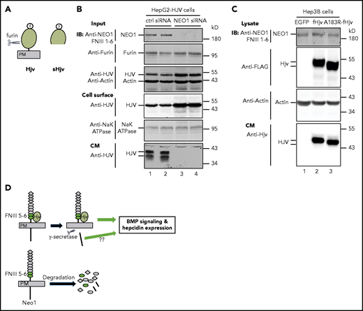 NEO1 is required for furin-mediated cleavage of HJV in HepG2 cells. (A) Diagram of HJV and furin-cleaved soluble HJV (sHJV). PM, plasma membrane. (B) Knockdown of endogenous NEO1 by small interfering RNA (siRNA) abolishes HJV shedding from HepG2-HJV cells. HepG2-HJV cells were transfected with control or NEO1-specific siRNA. Cell surface proteins were biotinylated at 4°C, followed by pull-down of the biotinylated proteins using streptavidin agarose beads. The eluted cell surface proteins, ∼10% of input lysate, and a fraction of concentrated conditioned medium (CM) were subjected to sodium dodecyl sulfate polyacrylamide gel electrophoresis (SDS-PAGE) and immunodetection by using anti-NEO1 FNIII 1-6, furin, HJV, Na+K+ ATPase, and β-actin antibodies. Experiments were repeated 3 times with consistent results. (C) fHjv and fHjvA183R shedding from Hep3B cells. Hep3B cells were transiently transfected with pCMV9-fHjv or pCMV9-fHjvA183R construct. Total cell extracts and a fraction of concentrated CM were subjected to SDS-PAGE and immunodetection by using anti-NEO1 FNIII 1-6, FLAG, β-actin, and HJV antibodies. Experiments were repeated three times with consistent results. (D) A model for the induction of hepcidin expression by hepatocyte Neo1 via its interaction with Hjv.