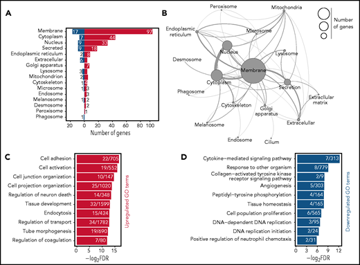 The HSC AS is highly enriched for membrane-associated genes. (A) Classification of the proteins-coding AS genes by cellular compartment. The localization of each protein was determined using UniProt classification. Colors of the bars represent upregulation (red) or repression (blue) upon aging of AS genes. Numbers next to the bars indicate the number of genes found in each category. (B) Network representation of the aging genes based on the cellular compartment where the encoded proteins are predicted to be localized. The size of each circle represents the number of genes found in each category. Connections between each cellular compartment reflect the number of genes which are shared per cellular compartment. (C-D) GO analysis of biological process for AS genes. Horizontal bar represent individual GO terms (y-axis) and their log-transformed false discovery rate (FDR) values (x-axis). Numbers in each bar demonstrate the number of genes found per GO term. Red (C) and blue (D) bars represent GO terms found to be significantly enriched in upregulated and downregulated AS genes, respectively. GO terms are selected based on an FDR <0.05 cutoff.