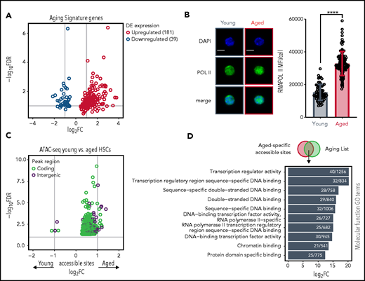 Skewing of HSC AS genes reflects transcriptional activation in aged HSCs. (A) Skewing of HSC AS genes. Volcano plot depicting expression levels of AS genes; 181 upregulated and 39 downregulated genes are represented. Dots represent the average of either adjusted P values (y-axis) and FCs (x-axis) per gene in different studies. (B) Protein levels of RNA polymerase II in individual young and aged LT-HSCs. Right panel shows the mean fluorescence intensity (MFI) quantification of young (n = 120 cells) and aged HSCs (n = 139 cells). Scale bars, 5 μm; mean ± standard deviation is shown. ****P < .0001. (C) Aged HSCs demonstrate more age-specific chromatin accessible sites than young HSCs. Volcano plot depicting differentially accessible sites (peaks) between young and aged HSCs measured by ATAC-seq. Dot colors demonstrate peaks either in genomic regions overlapping with coding (green) or noncoding (purple) annotations. Peaks with negative FC values are significantly more accessible in young HSCs, whereas peaks with positive FC values are more significantly accessible in aged HSCs. Gene symbols annotate peaks which overlap with gene bodies from some AS genes. (D) Transcriptional program is associated with ATAC-seq of young and aged HSCs. GO analysis of functional process for overlapping aged-specific ATAC-seq accessible sites with genes from the aging list. Horizontal bar represent individual GO terms (y-axis) and their FDR values (x-axis). Numbers in each bar demonstrate the number of genes found per GO term. GO terms are selected based on a FDR <0.05 cutoff.