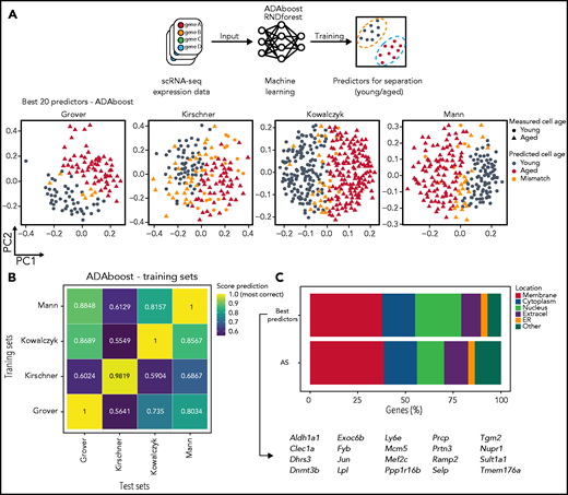 Machine learning identifies best 20 gene predictors for separating young and aged HSCs in scRNA-seq. (A) Machine learning is able to predict with high accuracy young and aged HSCs. Top panel depicts a schematic representation of machine learning application into transcriptomic data from different scRNA-seq sets. Lower panel represents the output of one of the algorithm used (ADAboost) in individual cells from different sets. Young (circles) and aged (triangles) single cells were separated by PC1 (x-axis) and PC2 (y-axis) and color-coded according to the match between the measured aged of the cells and the predicted aged measured by the algorithm (gray for young cells, red for aged cells, and orange for mismatched cells). (B) Machine learning scores varies depending on which training set is used. Heatmap from ADAboost training depicting different overall scores for different scRNA-seq sets used. The overall score is color-coded from blue (lower scores) to yellow (higher scores). Sets on the x-axis (training sets) were used to train the algorithm, and the following sets on the y-axis (test sets) were scored according to training. (C) The best machine learning gene predictors also have high enrichment for membrane-associated proteins. Horizontal stacked plot comparing the list of the 20 best predictors extracted from machine learning algorithms (best predictors) and AS genes. The percentage of genes in each cellular location is represented as a percentage (x-axis) and divided by category (different colors). The 20 best predictor gene symbols are represented below. ER, endoplasmic reticulum.