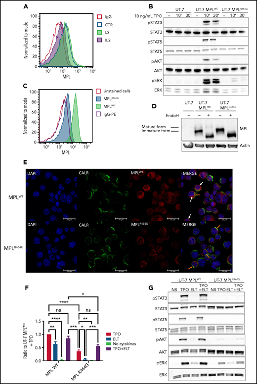 MPLR464G is only weakly expressed on the cell surface and induces very weak signaling compared with MPLWT. (A) Flow cytometric analyses of MPL expression on platelets from 1 patient homozygous for MPLR464G (II.2), her heterozygous mother (I.2), and 1 healthy control (CTR). (B) Western blot analysis of TPO-induced signaling in UT-7 cells without MPL expression (UT-7), overexpressing the WT form of MPL (UT-7 MPLWT), and mutant MPL (UT-7 MPLR464G). Cells were starved overnight and stimulated with 10 ng/mL TPO for 10 or 30 minutes. No signal is detected in parental UT-7 cells, and a weak ERK signal is detected in the presence of MPLR464G in UT-7 cells. (C) Flow cytometric analyses of MPL expression on the surface of Ba/F3 cells overexpressing MPLWT and MPLR464G. (D) Western blot analysis of the mature (85 kDa) and immature (80 kDa) forms of MPL. The mature form of MPL that is resistant to endoglycosidase H (Endo H) digestion and able to reach the cell membrane is not detectable in UT-7 cells overexpressing MPLR464G. (E) Immunofluorescence staining for the expression of MPL and CALR in UT-7 cells overexpressing MPLWT or MPLR464G. The orange arrows indicate MPL colocalization with CALR in the ER, and the white arrows indicate diffuse cytoplasmic/cell-surface MPL expression. Scale bars, 30 μm. An anti-MPL coupled with phycoerythrin (PE; A,C) and uncoupled anti-MPL antibodies (D-E) were used. (F-G) Proliferation curves and western blot analysis of signaling of UT-7 cells overexpressing MPLWT and MPLR464G in presence of TPO (10 ng/mL), ELT (2 μg/mL), TPO (10 ng/mL) + ELT (2 μg/mL), or without cytokines (no cytokines). (F) 5 × 104 cells were plated in triplicate in 24-well plates and counted every day for 4 days. The counts were reported to the condition of UT-7 MPLWT+TPO (in blue color). Shown are averages of 3 independent experiments at day 4, each performed in triplicate ± standard error of the mean (error bars). *P < .05; ns, not significant; Mann-Whitney unpaired, nonparametric 1-tailed test. (G) Cells were starved overnight and stimulated for 10 minutes. A weak ERK signaling is detected in the presence of MPLR464G in all 3 conditions (TPO, ELT, and TPO + ELT). No signaling is detected in nonstimulated (NS) cells. **P < .01; ***P < .005; ****P < .001.