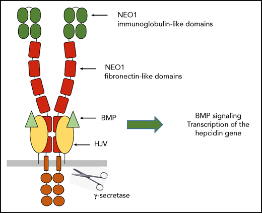 NEO1 is composed of 4 N-terminal immunoglobulin-like domains, followed by 6 fibronectin type III–like domains, a single transmembrane helix, and an intracellular domain. Interactions between neogenin and HJV are mediated by fibronectin domains 5 and 6 of neogenin. Two HJV molecules act as molecular staples to bring together the juxtamembrane regions of 2 NEO1 receptors.2 The binding of HJV to NEO1 on the plasma membrane is essential for systemic iron homeostasis and triggers the γ-secretase–like protease cleavage of NEO1 to delete its cytoplasmic domain. This cleavage prevents the degradation of truncated NEO1, leading to its accumulation on plasma membrane. The consequence is an activation of BMP signaling and the transcription of the hepcidin gene by a mechanism that still needs to be clarified. Because HJV is also a coreceptor for BMPs, the NEO1/HJV complex could act as a shuttle for BMP ligands.