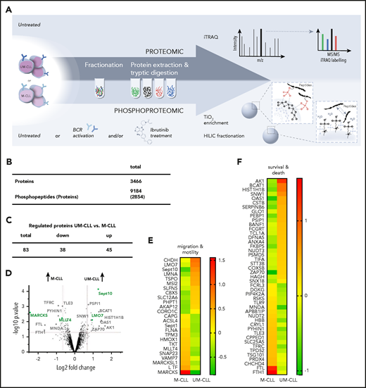 Analysis of proteomes and p-proteomes in M-CLL and UM-CLL cells. (A) Experimental setup for the mass spectrometric analysis of proteins and phosphoproteins from primary CLL samples involving iTRAQ labeling (proteome) and TiO2 enrichment plus HILIC fractionation (p-proteome). Phosphoproteomic analysis was performed under 4 different conditions: (1) native, (2) stimulation with anti-IgM beads, (3) ibrutinib (Ibr) treatment, and (4) ibrutinib treatment plus stimulation with anti-IgM beads. Proteome analysis was performed in untreated cells. (B) Number and regulation of isolated proteins and phosphopeptides. (C) Number of proteins with distinct expression in untreated UM-CLL (vs M-CLL). (D) Volcano plot of protein expression in untreated UM-CLL vs M-CLL cells (gray, proteins associated with cell death and survival; green, proteins associated with cell migration and motility). Negative log2 fold change: lower expression in UM-CLL, higher expression in M-CLL; positive log2 fold change: higher expression in UM-CLL, lower expression in M-CLL. (E-F) Heat maps representing expression levels of the most relevant regulated proteins in untreated UM-CLL vs M-CLL. The ratio of UM-CLL to M-CLL was calculated using the 3 biological replicates per group.