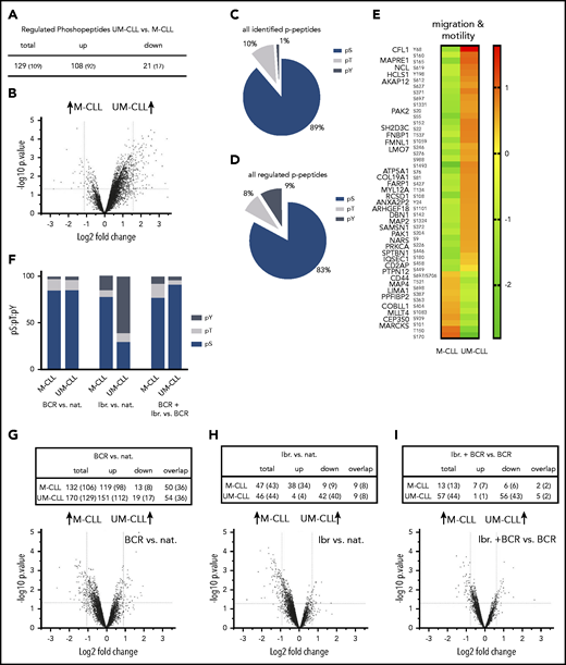p-proteome analyses reveal distinct phosphorylation patterns in UM-CLL and M-CLL. (A) Number of differentially regulated p-peptides in untreated UM-CLL vs M-CLL samples. (B) Volcano plot of basal protein phosphorylation in untreated UM-CLL cells vs M-CLL. (C) pS:pT:pY ratio of all isolated p-peptides in untreated UM-CLL cells vs M-CLL. (D) pS:pT:pY ratio of all differentially regulated p-peptides in untreated UM-CLL cells vs M-CLL. (E) Heat map representing basic phosphorylation levels of the most relevant regulated proteins in untreated M-CLL and UM-CLL cells (cell migration and motility). (F) pS:pT:pY ratios in M-CLL and UM-CLL upon BCR stimulation compared with native cells (left columns), ibrutinib treatment compared with native (nat.) cells (middle columns), and a combination of BCR stimulation and ibrutinib treatment compared with BCR stimulation alone (right columns). (G) Number of differentially regulated p-peptides in UM-CLL and M-CLL upon BCR stimulation compared with native, with corresponding volcano plot. (H) Number of differentially regulated p-peptides in UM-CLL and M-CLL upon ibrutinib treatment compared with native cells and corresponding volcano plot. (I) Number of differentially regulated p-peptides upon ibrutinib treatment plus BCR stimulation compared with BCR stimulation only with corresponding volcano plot.