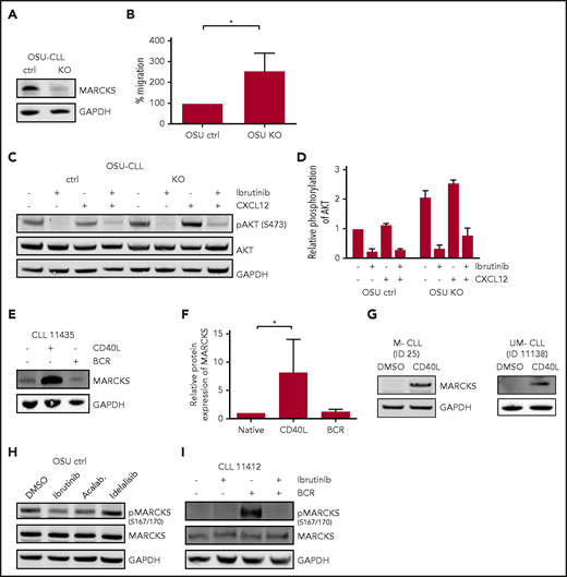 Regulation and functional relevance of MARCKS. (A) Immunoblot for MARCKS in CRISPR /Cas9 OSU KO and respective OSU ctrl cells. (B) Migration (in percentage input control) toward CXCL12 in OSU KO and OSU ctrl normalized to OSU ctrl. (C) Immunoblot for AKT phosphorylation (S473) in OSU KO and OSU ctrl after treatment with ibrutinib (1 hour) and/or CXCL12 (2 minutes) and (D) corresponding densitometric analysis. (E) Immunoblot for MARCKS expression upon CD40L or BCR stimulation in a patient with CLL (blot representative of 7 different patients) with (F) densitometric analysis of n = 7 patients. (G) Induction of MARCKS in M-CLL and UM-CLL by CD40L stimulation. Blots are representative of 5 patients, respectively. (H) Immunoblot for MARCKS phosphorylation (S167/170) in OSU-CLL cells upon treatment with BTK inhibitors (1 µM, 60 minutes) ibrutinib and acalabrutinib (Acalab.) and PI3K inhibitor idelalisib (1 µM, 60 minutes). Blot is representative of n = 3 blots. (I) Immunoblot showing MARCKS phosphorylation (S167/170) upon ibrutinib treatment and/or BCR stimulation in a sample of a patient with CLL (blot representative of 4 different patients). DMSO, dimethyl sulfoxide.