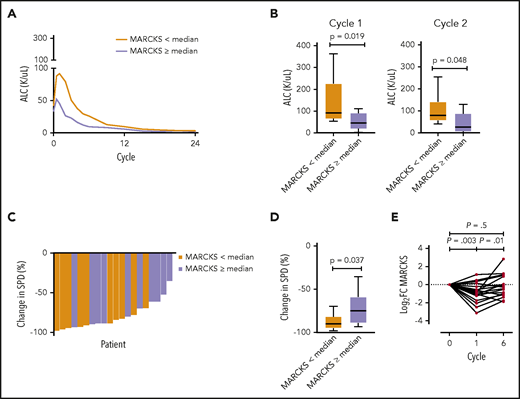Correlation of MARCKS expression with response to BTK inhibition. (A) Acalabrutinib-induced lymphocytosis dependent on MARCKS expression determined by RNA-seq (n = 20: 18 UM-CLL, 2 M-CLL). (B) ALC dependent on MARCKS expression after cycle 1 and cycle 2 of acalabrutinib treatment. (C-D) Acalabrutinib induced change in nodal disease in patients with below and above median MARCKS expression. (E) Expression of MARCKS during 6 cycles of treatment with acalabrutinib in 20 patients. Log2 fold change from baseline is shown for each patient (mean log2 fold change, −0.8675 after cycle 1). Paired Student t test. SPD, sum of the products of lymph node diameters.