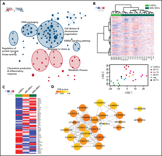 MSC gene expression profile. (A) Subnetworks of the main enrichment map from c5 biological process gene set enrichment analysis results. Red and blue nodes represent the up- and downregulated gene sets in AML-MSCs, respectively. (B) Unsupervised hierarchical clustering of transcriptional profile of h-MSCs (green, n = 6) or h-MSCs when cocultured with AML cells for 4 days (iAML-MSCs, dark green, n = 19). t-distributed stochastic neighbor embedding (t-SNE) showed the distribution of h-MSCs and iAML-MSCs, with specification of the genetics referred to AML cells cocultured with h-MSCs. (C) Heatmap showing the average expression level of the 51 common genes between AML-MSCs and iAML-MSCs with respect to h-MSCs. (D) Gene ontology involving the 51 common genes between AML-MSCs and iAML-MSCs with respect to h-MSCs. Codes inside the circles are the GO number representing the gene ontology category (supplemental Table 7). Color scale indicates FDR q value (0-0.05), whereas circle dimension indicates the number of genes belonging to the pathway.