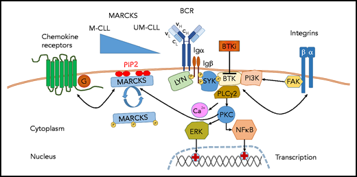 MARCKS modulates CLL cell signaling. MARCKS tethers PIP2 to the cell membrane and binds Ca2+/calmodulin and F-actin, thereby regulating cell motility and the function of the cytoskeleton. By hindering BCR clustering and capturing PIP2, thereby limiting availability of PIP2 for PI3K-related signaling, membranous MARCKS tones down signaling of the BCR and chemokine receptors. In this issue of Blood, Beckmann et al demonstrate that M-CLL patients have higher MARCKS levels, and UM-CLL patients have lower MARCKS levels. This differential MARCKS expression correlates with higher or lower capacity for BCR and chemokine receptor signaling, respectively. These preclinical findings are translated into the clinical situation in CLL patients treated with the BTK inhibitor acalabrutinib. Acalabrutinib, as seen with all BTK inhibitors, induces redistribution lymphocytosis due to the mobilization of lymph node–resident CLL cells into the peripheral blood. This redistribution lymphocytosis is more pronounced in patients with low MARCKS and UM-CLL (and high signaling activity/dependency) and less pronounced in patients with high MARCKS (lower signaling activity/dependency). The signaling modulation by MARCKS is further regulated by its activation/phosphorylation status; phosphorylation of MARCKS (eg, from enhanced BCR signaling) results in relocation of MARCKS from the membrane into the cytoplasm, thereby fostering BCR clustering and enhanced access to PIP2 and strengthening BCR- and migration-related signaling, preferentially in UM-CLL. BTKi, BTK inhibitor; Ig, immunoglobulin.