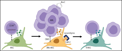 Mutations occur in CD34+ progenitors, leading to oncogenic transformation; AML cells reprogram the MSC transcriptome and secretome through CX43-mediated cell contact and create an onco-niche (AML-MSC). Dual targeting of MSCs with calcium channel (CaVI.2) blocker lercanidipine and AML cells with standard chemotherapeutic Ara-C reduces leukemia burden and restores healthy features of MSCs during the remission (R-MSC). Figure created with BioRender.com.