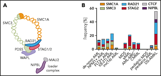 Cohesin complex mutations in myeloid malignancies. The core members of the cohesin complex ring and its loader complex (A) and the frequency of mutations (B) according to diagnostic subgroup: de novo AML (n = 2170)8,15,128; NPM1-mutant AML (n = 418)15; FLT3-ITD-mutant AML (n = 341)15; t(8;21) AML (n = 254)15,32,49; inv(16) AML (n = 189)32,49,129; MDS (n = 1596)35,38; sAML (n = 93)130; AML-MRC (n = 106)8,18; CMML (n = 224)8,131; pediatric MDS (n = 38)39; pediatric AML (n = 993)129; and DS-AMKL (n = 190).41,42 Mutation frequency was calculated as frequency of positive reported cases within the total tested cohort in a single study or averaged across multiple available cohorts. AML-MRC, AML with myelodysplasia-related changes; CMML, chronic myelomonocytic leukemia; DS-AMKL, Down syndrome–associated acute megakaryoblastic leukemia.