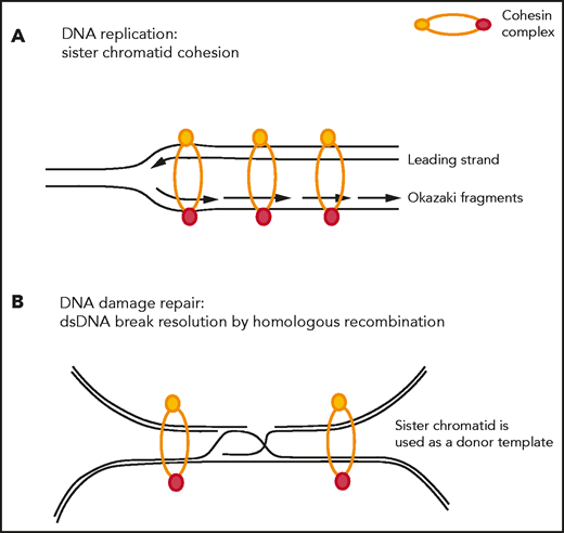 Sister chromatid cohesion–dependent functions of the cohesin complex. (A) Cohesin stabilizes replication forks during DNA replication and restarts stalled replication forks. (B) Cohesin is actively recruited to sites of DNA double-strand breaks to bring the damaged sister chromatid in close proximity of its nondamaged sister chromatid to be used as a donor template during the process of homologous recombination-mediated repair.