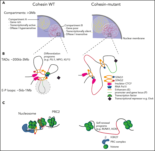 Sister chromatid cohesion–independent functions of the cohesin complex. (A) Cohesin mutations lead to increased intermixing of transcriptionally active A compartments and transcriptionally inactive B compartments. (B) Cohesin-mutant cells preserve TAD boundaries, albeit with weaker insulation, extrude longer loops and lose a subset of shorter E-P loops, which drives transcriptional changes. STAG1-cohesin is recruited to maintain chromatin organization in STAG2-mutant cells. (C) Cohesin is recruited along with the PRC complex to mediate epigenetic silencing of the HOX gene cluster at the level of nucleosomes.