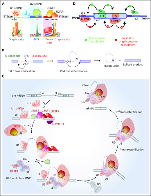 RNA splicing catalysis, splicing regulation, and location of splicing factors mutated in hematologic malignancies in the splicing process. (A) Sequences embedded within premature RNA serve to recruit the spliceosome and include the 5' and 3' splice sites (which are most commonly GU and AG dinucleotides, respectively), the BPS, and polypyrimidine (poly Y) tract. The branch-point nucleotide is most commonly an adenosine nucleotide as shown, but other nucleotides can occasionally serve as branch points, and it is not uncommon for introns to have multiple branch points. (B) Although splicing requires several hundred proteins, the core steps of splicing catalysis consist of 2 sequential transesterification reactions as shown. RNA splicing is initiated when the branch nucleotide performs a nucleophilic attack of the 5'ss, resulting in the formation of an intron lariat intermediate with a 2', 5'-phosphodiester linkage. This is followed by a 5'ss-mediated attack on the 3'ss, leading to the removal of the intron lariat and the formation of the spliced RNA product. (C) The enzymatic steps of splicing are carried out by groups of proteins complexed with snRNAs termed snRNPs. Factors labeled in red in this diagram under recurrent mutations in patients with hematologic malignancies. Splicing is initiated with binding of the U1 snRNP binds the 5'ss, SF1 to the BPS, (iii) U2AF2 to the polypyrimidine tract, and (iv) U2AF1 to the 3ss. These interactions enhance recruitment of U2 snRNP to the BPS. SF3B1, a component of U2 snRNP, is involved in the binding to the BPS. The preassembled U4/U6.U5 tri-snRNP complex joins and the U1/U4 snRNPs are released to form a catalytically active complex of the spliceosome, which catalyze the first and second esterification reactions, respectively, and mediate excision of the intron and ligation of the proximal and distal exon to synthesize mature mRNA. (D) Beyond splice sites, BPS, and the poly Y tract, additional sequences located within introns and exons serve to recruit auxiliary splicing factors, that interact with the spliceosome and promote or repress spliceosome function. These are termed ESEs or exonic splicing silencers (ESSs), respectively) or intronic splicing enhancers or silencers (ISEs or ISSs, respectively). Splicing regulatory proteins known as SR or hnRNP proteins most commonly enhance or repress spliceosome recruitment, respectively, as illustrated.