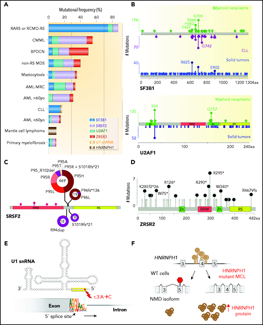 Frequency, genomic characteristics, and effects on splicing of RNA splicing factor mutations seen in hematologic malignancies. (A) Histogram of mutations in the most commonly mutated RNA splicing factors across hematologic malignancies. AML-MRC, acute myeloid leukemia with myelodysplasia-related changes; BPDCN, blastic plasmacytoid dendritic cell neoplasm; CLL: chronic lymphocytic leukemia; CMML, chronic myelomonocytic leukemia; RARS, refractory anemia with ring sideroblasts; RCMD-RS, refractory cytopenia with multilineage dysplasia and ring sideroblasts. (B) Location and relative frequency of mutations in SF3B1 and U2AF1 in myeloid neoplasms, CLL, and solid tumors. (C) Location and relative frequency of mutations in SRSF2 with indication of exact amino acid substitutions at mutated residues. (D) Location and relative frequency of mutations in ZRSR2 displaying known frameshift and insertion/deletion mutations only. (E) Location of recurrent mutations in the gene (or genes) encoding the U1 snRNA affect its third nucleotide, which makes critical base pairs with the 5' splice site. (F) The most frequent mutations in HNRNPH1 cluster in the introns surrounding exon 4 and promote inclusion of this exon. HNRNPH1 mutations in this region occur entirely as single-nucleotide point mutations (as indicated by the brown lollipops). Repression of exon 4 induces a NMD-inducing isoform of HNRNPH1, while inclusion of exon 4 promotes stable HNRNPH1 expression. WT, wild-type.