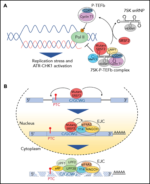 Effect of splicing factor mutations on biological processes beyond RNA splicing. (A) The positive transcription elongation factor complex, P-TEFb, composed of cyclin-dependent kinase 9 (CDK9) and cyclin T1, stimulates synthesis of RNA through phosphorylation of RNA polymerase II (Pol II). However, when bound to 7SK snRNA, HEXIM,1 LARP7, and MePCE (7SK snRNA methyl phosphate capping enzyme), P-TEFb is catalytically inactive and represses transcription by suppressing the release of paused polymerase II. The transition of P-TEFb from repressive to active complexes depends on multiple factors including SRSF2. Mutant SRSF2, however, loses its ability to extract P-TEFb from the 7SK complex due to increased RNA binding. This results in elevated R-loops (nascent RNA-DNA hybrids formed during transcription leaving the nontemplate DNA strand looping out) and subsequent replication stress and activation of the ataxia telangiectasia and Rad3-related protein (ATR)-Chk1 pathway. (B) Mutations at proline 95 residue in SRSF2 change its RNA-binding affinity from G-rich (GGWG) to C-rich (C/GCWG) motifs (W = A/U) inducing transcriptome-wide missplicing events. Several mRNA isoforms promoted by SRSF2 mutants harbor a PTC and are therefore potential targets of NMD. Moreover, SRSF2 mutants further enhance NMD by promoting recruitment of EJC factors (eIF4A3, MAGOH, and Y14) to mRNAs downstream of PTCs within the nucleus. This subsequently enhances the association of several NMD factors (UPF3B, UPF2, and UPF1) to mRNA within the cytoplasm, thereby enhancing mRNA decay.