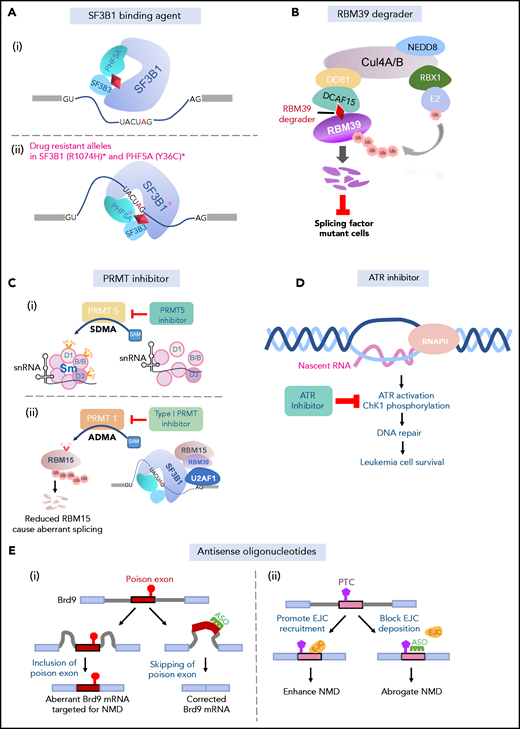 Approaches to targeting RNA splicing. (A) SF3b binding agents physically interact with the branch-point binding pocket of SF3B1, thus blocking its binding with the branch point (i). Specific mutant residues in SF3B1 and PHF5A confer drug resistance to SF3b-binding agents (ii). (B) RBM39 degraders link the E3 ubiquitin ligase complex to RBM39 through the adaptor protein DCAF15, leading to polyubiquitination and subsequent proteosomal degradation of RBM39. Splicing factor–mutant leukemic cells are preferentially sensitive to RBM39 degradation. (C) PRMT5 inhibitors inhibiting PRMT5-mediated symmetric demethylation of arginines (SDMA) on Sm (D1, B/B, D3) proteins, which is required for spliceosome assembly (i). PRMT1 mediates asymmetric demethylation of arginines (ADMA) on RMB15, an RNA-binding protein regulating RNA splicing, among many additional splicing factors. Methylated RBM15 is targeted for polyubiquitination and proteosomal degradation, leading to aberrant splicing (ii). Type 1 PRMT inhibitors may prevent mis-splicing through dampening RBM15 degradation (ii). (D) Elevated R-loop formation in mutant splicing factor cells results in activation of ATR signaling pathway and DNA-damage response. Leukemic cells harboring splicing factor mutations preferentially respond to ATR inhibition. (E) ASOs complementary to the poison exon of Brd9 correct aberrant inclusion of the poison exon (i). ASOs block EJC deposition site on mRNA and prevent recruitment of the EJC downstream of a PTC, thereby preventing NMD induced by splicing factor mutations (ii).