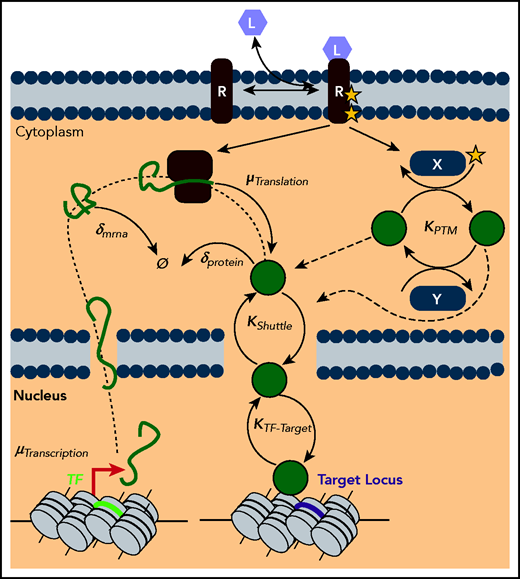 Gene expression as a multilevel reaction cascade. Schematic of the complex reaction cascade of gene expression. Deregulation of TF levels or activity can putatively occur along any step in the pathway, from synthesis steps such as transcription (µTranscription) and translation (µTranslation), to degradation steps such as the decay of mRNA (δmrna) and protein (δprotein), to dynamic processes such as posttranslational modifications by ligand activated pathways (KPTM), to shuttling dynamics (KShuttle), and finally to target locus search and binding (KTF-Target).