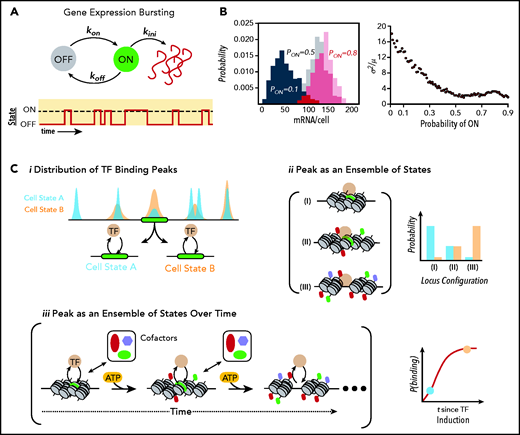 Gene expression at the molecular level. (A) Schematic of a simple stochastic switch whereby a molecule of interest (ie, a gene, mRNA, or protein) undergoes cyclical activation and deactivation reactions, thereby rendering the molecule capable or refractory to an additional reaction. In the example of promoter cycling and transcription, this leads to probabilistically distributed bursts of transcription followed by periods of quiescence. (B) Simulated data showing how for a simple 1-species system produced in bursts and undergoing first-order decay, the probability of firing is directly related to the heterogeneity within a population of identical cells. Histograms on the left show the probability distributions for a gene with a probability of being “ON” (Pon) of 0.1 (black), 0.5 (gray), and 0.8 (red). Plot on the right demonstrates how population noise (captured with the Fano Factor, or the variance/mean) changes as a function of (Pon). A Poissonian distribution (Fano = 1) is the minimal noise observed within biological systems.83 For many TFs, Pon is ∼0.1 to 0.3.93 (C) Relationship of ensemble assays of TF-binding activity to actual behavior of molecules. (i) From the binding distributions derived from ensemble studies such as chromatin immunoprecipitation sequencing, one can conclude that at the green locus, cells in state B immunoprecipitated the locus more frequently than in state A, where states could be defined by a variety of measures including cell surface proteins, cell-cycle position, or metabolic profiling. However, the ensemble studies cannot determine whether this is due to changes in the configurations of chromatin states (ii), each with different affinities for the TF, or from differences in the temporal evolution of the locus (iii), or some combination. Of note, as indicated in the bottom right of iii, state A and state B may lie on a temporal continuum rather than representing discrete entities. This evolution in time is based on energy-dependent modification of the locus by epigenetic enzymes licensed to the site by the TF. Importantly, this implies that cells with identical concentrations of TF could have very different binding patterns (and therefore target gene activity) solely because of each cell’s position on the time curve. This ambiguity obviously complicates the interpretation of ensemble studies of TF binding and how such binding influences target locus expression.