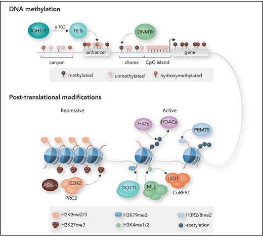 Schematic of regulatory components of the epigenome. The epigenome primarily consists of DNA methylation and histone modifications at the nucleosomal level. Most cytosine guanine dinucleotides (CpGs) in the mammalian genome are methylated in the form of 5-methylcytosine (5mC), except for those in CpG islands (CGIs), commonly found near promoter regions. The methylation is catalyzed by DNA methyltransferases (DNMTs). CpG shores, located within 2 kb of CGIs, as well as CpG canyons, which are large conserved regions of hypomethylation, can also be differentially methylated. Active removal of 5mC is catalyzed by the ten-eleven translocation (TET) family of dioxygenases through oxidation of 5mC to 5-hydroxymethylcytosine (5hmC). Isocitrate dehydrogenase 1 (IDH1) and IDH2 catalyze the oxidative decarboxylation of isocitrate to α-ketoglutarate (α-KG), a metabolite required for TET catalytic function. Enhancer of zeste homolog 2 (EZH2) is the catalytic subunit of polycomb group (PcG) repressive complex 2 (PRC2), responsible for trimethylation of lysine 27 of histone H3 (H3K27me3), a repressive histone mark that is also regulated by additional sex combs–like 1 (ASXL1). The methylation of H3K4 by mixed-lineage leukemia (MLL), H3K79 by DOT1L, H3R2/R8 by protein arginine methyltransferase 5 (PRMT5), and histone acetylation by histone acetyltransferases (HATs) all promote active transcription. Lysine methylation and acetylation can be removed by demethylases such as lysine-specific demethylase 1 (LSD1) and histone deacetylases (HDACs). DOT1L, disruptor of telomeric silencing 1–like; me1, monomethylation; me2, dimethylation. Professional illustration by Somersault18:24.