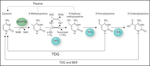 DNA methylation pathway. DNA methylation occurs on the C5 position of cytosine to form 5mC and is catalyzed by the family of DNA methyltransferases that includes DNMT3A. Active demethylation is catalyzed by TET enzymes, which are oxygen-, α-KG–, and vitamin C (VitC)–dependent dioxygenases. Demethylation proceeds through iterative oxidation of 5mC to 5hmC, 5-formylcytosine, and 5-carboxylcytosine. Final replacement with unmethylated cytosines is mediated by thymine DNA glycosylase (TDG) and the base excision repair (BER) pathway. Passive DNA demethylation occurs through inadequate methylation maintenance after DNA replication. Professional illustration by Somersault18:24.