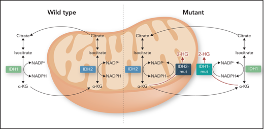 Wild-type and mutant activities of IDH1/2. Mitochondrial metabolite α-KG is produced by reduced NAD phosphate (NADP; NAPDH)-dependent isocitrate dehydrogenases IDH1 and IDH2 in the mitochondrial matrix and in the cytosol by oxidative decarboxylation of isocitrate. Mutations (IDH1/2-mut) confer these enzymes with neomorphic activity to catalyze the reduction of α-KG into oncometabolite 2-HG. High levels of 2-HG disrupt multiple cellular processes that include inhibition of α-KG–dependent dioxygenases like TET2 and histone demethylases. Professional illustration by Somersault18:24.