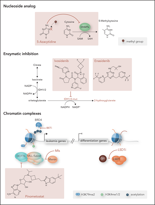 Targets of epigenetic therapies. Examples of epigenetic drugs developed to treat aberrant DNA methylation and chromatin in myeloid malignancies. Nucleoside analogs like AZA are incorporated into the DNA and inhibit DNMT activity, resulting in DNA hypomethylation. Mutant IDH1 and IDH2 (IDH1/2-mut) convert α-KG normally produced by wild-type enzymes into oncometabolite 2-HG, and the oncogenic effects caused by 2-HG can be reversed by IDH1 and IDH2 inhibitors ivosidenib and enasidenib, respectively. Chromatin complexes that drive leukemic gene expression or inhibit differentiation programs can also be targeted. Disruption of MLL fusion complexes includes inhibition of DOT1L methyltransferase by pinometostat and menin by menin inhibitors (MIs). Bromodomain and extra terminal (BET) inhibitors (BETi) target the bromodomains of BET proteins like bromodomain-containing protein 4 (BRD4) to prevent their binding to acetylated histones and interaction with transcription factors that promote leukemic gene expression programs. Conversely, repressed differentiation programs can be reversed with the use of LSD1 inhibitors (LSD1i). Disrupting the interaction between LSD1, GFI, and the CoREST repressive complex allows for upregulation of critical myeloid transcription factors and differentiation. me1, monomethylation; me2, dimethylation; NADP, NAD phosphate; NADPH, reduced NAD phosphate. Professional illustration by Somersault18:24.