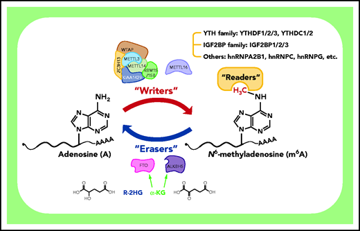 Deposition, removal, and recognition of m6A modification. The m6A modification is deposited by “writers” that function as a complex or as a single protein (METTL16). The MTC consists of 3 key components (METTL3, METTL14, and WTAP) and several auxiliary subunits (including RBM15/15B, KIAA1429, and ZC3H13). Two m6A demethylases, FTO and ALKBH5, serve as “erasers” and can reverse m6A to A in an α-ketoglutarate (α-KG)-dependent way. Notably, R-2-hydroxyglutarate (R-2HG), a metabolite produced by mutant isocitrate dehydrogenase, is reported to competitively suppress the demethylase activity of FTO as a result of its similar structure to α-KG. The broad biological functions of m6A are mediated by “readers” that are able to recognize the methyl group or m6A-induced structural changes (“the m6A switch”) to regulate gene expression of downstream targets. Currently known readers include the YTH family (YTHDF1/2/3 and YTHDC1/2), the IGF2BP family (IGF2BP1/2/3), and other proteins (eg, hnRNPA2B1, hnRNPC, and hnRNPG) that recognize m6A switches.