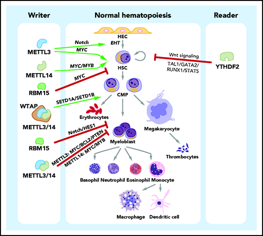 Roles of m6A in normal hematopoiesis. In the process of normal hematopoiesis, m6A regulators can play promoting (green arrows) or inhibitory (red bars) roles at various stages. Specifically, METTL3 promotes the generation of HSCs, and METTL3 and METTL14 promote the self-renewal activity of HSCs. Another component of the m6A writer complex, RBM15, suppresses the transition of long-term HSCs to short-term HSCs. The 3 key subunits of the m6A writer complex, METTL3, METTL14, and WTAP, promote erythroid differentiation. In contrast, METTL3, METTL14, and RBM15 inhibit the myeloid differentiation of HSCs in normal hematopoiesis. The m6A reader YTHDF2 suppresses the self-renewal activity of HSCs. The identified downstream effectors (signaling pathways and target proteins) or mediator proteins that are critical for the function of m6A regulators are listed (in italics). CMP, common myeloid progenitor; HEC, hemogenic endothelial cell.