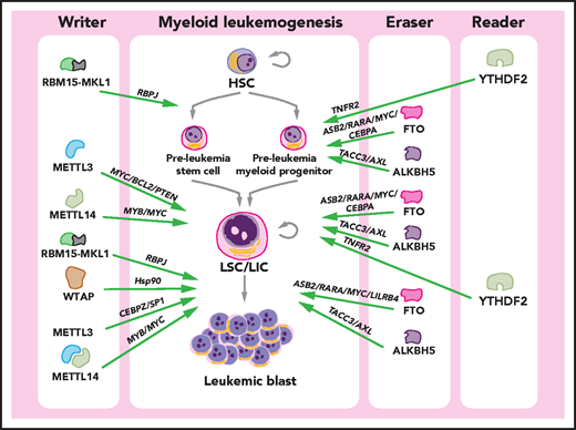 Roles of m6A in myeloid leukemogenesis. In the process of myeloid leukemogenesis, multiple m6A regulators play oncogenic roles (green arrows) at different stages of leukemogenesis. METTL3 and METTL14 promote the self-renewal/proliferation of leukemia stem cells/leukemia-initiating cells (LSCs/LICs) and the proliferation/survival of leukemia cells. The RBM15-MKL1 fusion protein plays a role in acute megakaryoblastic leukemia, facilitating the transformation of megakaryocytes and inducing a differentiation bias toward the megakaryocytic lineage. WTAP promotes the proliferation of leukemia cells. FTO and ALKBH5 promote the transformation of HSCs to LSCs/LICs, maintain the self-renewal capacity of LSCs/LICs, and are required for the survival/proliferation of leukemia cells. YTHDF2 is essential for leukemia initiation and the functional integrity of LSCs/LICs. The identified downstream effectors (signaling pathways and target proteins) or mediator proteins that are critical for the function of m6A regulators are listed (in italics).