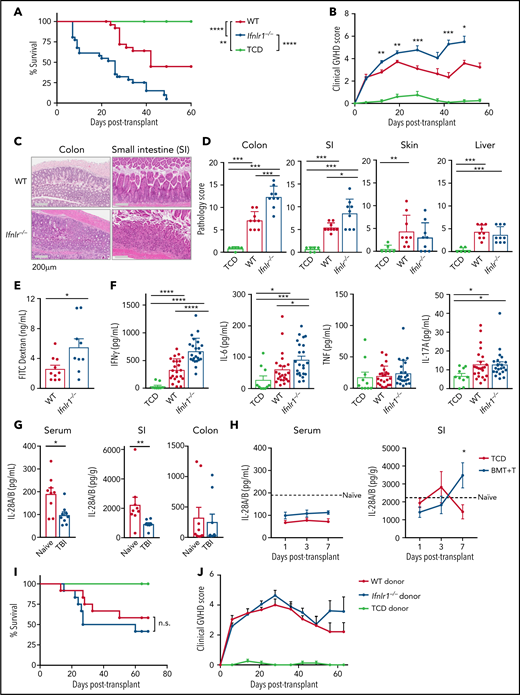 IFN-λ signaling in recipient tissue determines GVHD severity. (A) Survival by Kaplan-Meier estimates for B6.WT (n = 31) and B6.Ifnlr1–/– (Ifnlr1–/–, n = 31) recipient mice lethally irradiated (1000 cGy) and transplanted with BALB/c-derived BM and T cells. A non-GVHD control group received T cell–depleted BM only (TCD; n = 10). Data combined from 5 experiments. (B) Clinical GVHD scores + SEM. (C) Representative images of colon and SI at day 7 after BMT. (D) Semiquantitative GVHD histopathology scores at day 7 after BMT (WT and Ifnlr1–/–, n = 9; TCD, n = 6, combined from 2 experiments). (E) Serum fluorescein isothiocyanate (FITC) dextran at day 7 post-BMT (WT, n = 10; Ifnlr1–/–, n = 9; combined from 2 experiments). (F) Serum IFN-γ, IL-6, tumor necrosis factor (TNF), and IL-17A at day 4 post-BMT (WT & Ifnlr1–/–, n = 23; TCD, n = 10; combined from 3 experiments). (G) IL-28A/B measured in sera, SI, and colon from naive and 24 hours postirradiation (1000 cGy) WT mice (n = 9, combined from 2 experiments). SI and colon mucosal homogenates were prepared, and the IL28-A/B amounts in mucosal supernatants corrected for each gram of tissue. (H) IL-28A/B concentration in serum and SI mucosal homogenates as for panel G at days 1, 3, and 7 after lethal irradiation (1000 cGy) and transplantation with BALB/c BM and T cells or TCD only (n = 9, combined from 2 experiments). (I-J) B6D2F1 recipients were transplanted with BM and T cells from WT or Ifnlr1–/– donors. Survival (I) and GVHD clinical scores (J) (GVHD groups, n = 12; TCD, n = 8; combined from 2 experiments). Data are presented as mean ± SEM. P values were calculated by using the 2-tailed Mann-Whitney t test. Kaplan-Meier survival was compared by using the log-rank Mantel-Cox test. *P <.05, **P < .01, ***P <.001, ****P <.0001.