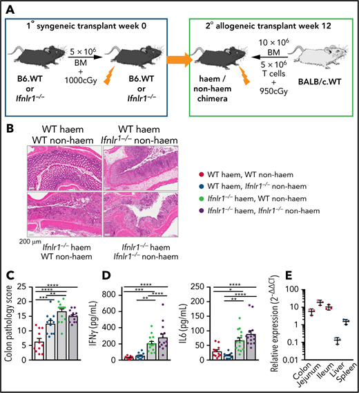 Enhanced GVHD in Ifnlr1−/− recipients is dependent on signaling in hematopoietic and nonhematopoietic cells. (A) Transplant schema for creation of BM chimeras and secondary transplants. (B) Representative images of colon at day 7 post-BMT. (C) Semiquantitative colon GVHD histopathology scores at day 7 post-BMT (n = 11 for WT → WT and WT → Ifnlr1–/–, n = 15 for Ifnlr1–/– → WT and n = 14 for Ifnlr1–/– → Ifnlr1–/–, combined from 2 experiments). (D) Serum IFN-γ and IL-6 at day 4 post-BMT. (E) Quantitative polymerase chain reaction enumeration of Ifnlr1 transcripts from naive WT homogenized tissue normalized to expression in liver (n = 3). Data are presented as mean ± SEM. P values were calculated by using analysis of variance and Tukey’s multiple comparison. *P <.05, **P < .01, ***P < .001, ****P < .0001.