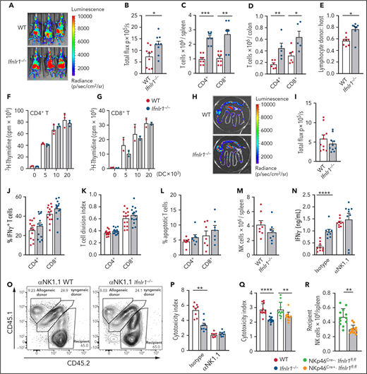 Ifnlr1-signaling in recipient NK cells is responsible for the protection from GVHD mediated by hematopoietic cells. (A-B) Donor BALB/cLuc T-cell expansion in WT and Ifnlr1–/– recipients determined by bioluminescence 7 days post-BMT. Representative images (A) and quantification (n = 9 per group, combined from 3 experiments) (B). (C) Quantification of donor T cells in spleen at day 4 post-BMT (n = 8 per group, combined from 2 experiments). (D) Quantification of donor T cells in colon at day 4 post-BMT (n = 6, combined from 2 experiments). (E) Proportion of T cells at day 4 post-BMT that are donor vs host (n = 8, combined from 2 experiments). (F-G) Functional capacity of splenic DCs from naive B6 WT or Ifnlr1–/– mice to stimulate BALB/c. CD4+ (F) or CD8+ (G) T cells in a mixed lymphocyte reaction (n = 3; data are from 1 of 2 representative experiments). BALB/c recipients were transplanted with WT or Ifnlr1–/– BM + T cells at day 0 and B6.TeaLuc T cells (reactive to BALB/c I-Ed derived TEa peptide expressed in donor B6 I-Ab) were transferred at day 12 to assess donor-derived APC function in the GI tract, as determined by bioluminescence of antigen-specific TEa T cells. (H-I) Representative bioluminescence (H) and quantification (n = 10, combined from 2 experiments) (I). (J) Proportions of donor T cells producing IFN-γ in spleen at day 4 post-BMT (n = 8, combined from 2 experiments). (K) Dividing capacity of splenic BALB/c T cells transplanted into WT or Ifnlr1–/– recipients calculated at day 4 by carboxyfluorescein diacetate succinimidyl ester dilution (n = 14, combined from 3 experiments). (L) Proportion of AnnexinV+7AAD– apoptotic donor T cells at day 4 as in panel K) (n = 7, combined from 2 experiments). (M) Number of NKp46+ cells in naive recipient mice (n = 8). (N) B6 WT or Ifnlr1–/– recipients received αNK1.1 or IgG isotype and were transplanted with BALB/c BM + T cells. IFN-γ was determined in sera at day 4 post-BMT (n = 9 per group, combined from 2 experiments). B6 CD45.2+ WT or Ifnlr1–/– recipients received αNK1.1 or IgG Isotype and were transplanted with CD45.1+ allogeneic BALB/c BM and CD45.1+CD45.2+ syngeneic B6 BM. (O) Representative fluorescence-activated cell sorting plots from NK-depleted recipients showing syngeneic vs allogeneic cells in spleen 48 hours post-BMT. (P) Index of cytotoxicity as described in "Methods" (n = 8, combined from 2 experiments). (Q) Index of cytotoxicity in spleen of WT and Ifnlr1–/– recipient mice in addition to NKp46Cre.Ifnlr1fl.fl-negative and -positive recipients (n = 12, combined from 2 experiments). (R) Number of NKp46+ NK cells in NKp46Cre.Ifnlr1fl.fl-negative and -positive mice 48 hours after 1000 cGy irradiation. Data are presented as mean ± SEM. P values were calculated by using the 2-tailed Mann-Whitney t test. *P < .05, **P < .01, ***P < .001, ****P < .0001.
