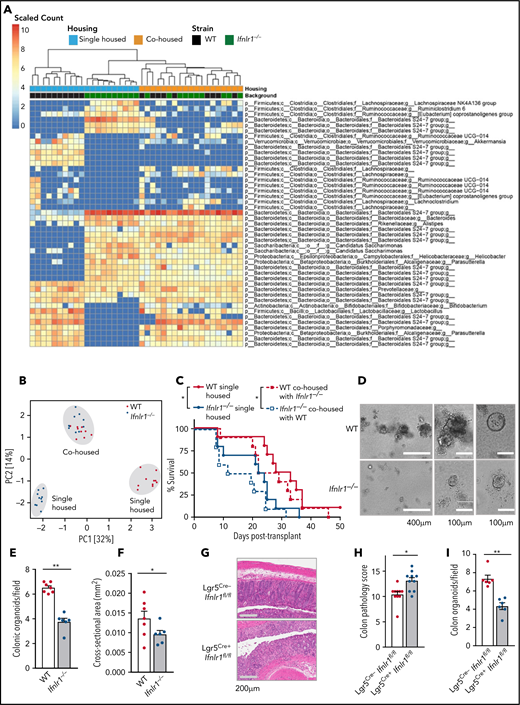 Ifnlr1-signaling in Lgr5+ ISCs provides nonhematopoietic protection from GVHD. (A) Heat map displaying differentially abundant operational taxonomic units consistently increased or decreased in separately housed or cohoused B6 WT and/or Ifnlr1–/– mice. Cohousing was performed for 4 weeks before transplantation (n = 10 per strain and housing condition, combined from 2 experiments). (B) Principal component analysis of fecal microbial composition for mice as in panel A. (C) Survival of recipients in panel A transplanted with BALB/c BM + T cells. (D) Representative images. (E-F) Numbers (E) and size (F) of GI organoids grown from colonic crypt isolates and enumerated at day 5 (n = 6-7, combined from 3 experiments). (G-H) Representative images (G) and semiquantitative GVHD histopathology scores (H) at day 7 after BMT from tamoxifen-treated Cre-positive or Cre-negative Lgr5Cre.Ifnlr1fl.fl recipient mice (n = 10, combined from 2 experiments). (I) Numbers of GI organoids grown from colonic crypt isolates and enumerated at day 5 from mice as in panels D-E (n = 6, combined from 2 experiments). Data are presented as mean ± SEM. P values were calculated by using the 2-tailed Mann-Whitney t test. Survival calculated by using the log-rank Mantel-Cox test. *P <.05, **P < .01. PCI, first principal component; PC2, second principal component.