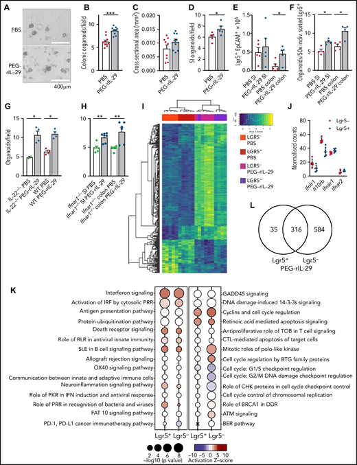 IFN-λ treatment produces a proliferative phenotype in GI stem cells. PEG-rIL-29 (5 μg) or PBS was given intraperitoneally for 3 days before gut harvest and evaluation of GI epithelial function. (A-C) Representative images (A), numbers (B), and size of GI organoids (C) grown from colonic crypt isolates (n = 9 per group, combined from 3 experiments). (D-E) Numbers of SI organoids (n = 5, combined from 3 experiments) (D) and number of stem cells (CD45.2–/EpCAM+/GFP+) (E) isolated from digested gut of Lgr5-EGFP-IREScreERT2 mice (n = 5, combined from 3 experiments). (F) Number of organoids grown from FACS sorted single stem cells (n = 4, combined from 3 experiments). (G) Number of colonic organoids from WT and IL-22–/–- mice treated with PBS or PEG-rIL-29 (n = 4, combined from 2 experiments). (H) Number of colon and SI organoids from Ifnar–/– mice treated with PBS or PEG-rIL-29 (n = 6, combined from 3 experiments). (I) RNA-seq from sort purified colonic epithelial cells and stem cells derived from either PEG-rIL-29–treated or PBS-treated mice. Heat map showing top 300 genes significantly differentially expressed in colonic epithelial cells (Lgr5–) and stem cells (Lgr5+) after in vivo PEG-rIL-29 vs PBS treatment (2420 genes total). Expression of the same genes from ISCs derived from PBS- or IL-29–treated mice included for comparison (n = 5 per group). (J) Normalized messenger RNA transcript counts for Ifnlr1, Il10rb, Ifnar1, and Ifnar2 in colonic epithelial cells (Lgr5–) and stem cells (Lgr5+). (K) Functional enrichment analysis of differentially expressed genes: canonical pathway enrichment analysis (log2 fold-change >0.58, and adjusted P value <.05) in sorted Lgr5+ and Lgr5– epithelial cells after in vivo PEG-rIL-29 treatment relative to genotype-matched PBS-treated samples using Ingenuity pathway analysis. Enrichment of canonical pathways associated with immune responses (left) and regulation of cellular proliferation (right). Bubbles represent significant pathway enrichment, as determined by Fisher’s exact test. Bubble diameter represents the log10P value as determined by Fisher’s exact test. Crosses signify a lack of significant pathway enrichment, color indicates predicted pathway activation (red) or predicted inhibition (blue), and white bubbles represent significant functional enrichment of pathways with no available prediction patterns. (L) Venn diagram of overlap of differentially expressed genes in Lgr5+ and Lgr5– cells as for panel K. Data are presented as mean ± SEM. P values were calculated by using the 2-tailed Mann-Whitney t test. For RNA-seq, differentially regulated genes were determined after filtering for genes with >5 cpm and fold change differences >1.2 and corrected P values (false discovery rate) <.05. *P <.05, **P < .01, ***P < .001.