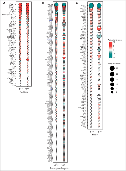 Predicted activation state of PEG-rIL-29–treated Lgr5+ and Lgr5– sorted GI epithelial cells. Cytokines (A), transcriptional regulators (B), and kinases (C) with significantly associated transcriptional changes in sorted Lgr5+ and Lgr5– intestinal epithelial cells after in vivo PEG-rIL-29-administration using Ingenuity pathway analysis. Bubble plot representation of significant enrichment scores (activation z score >2) in at least one treatment condition (ie, PEG-rIL-29). Color indicates predicted activation (red) or predicted inhibition (green), and bubble diameter represents the -log10P value as determined by Fisher’s exact test. Crosses signify a lack of significant activation scores at specific time points.