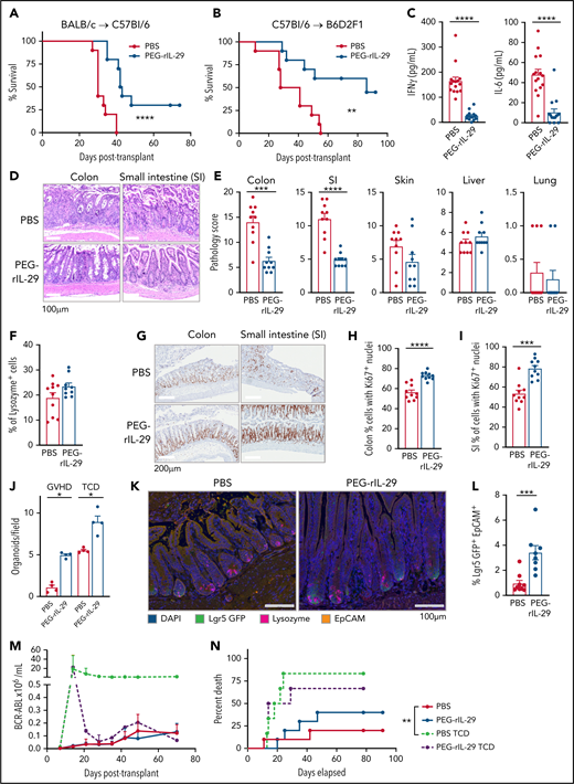 IFN-λ treatment protects from GVHD within the GI tract. PEG-rIL-29 or PBS was given as previously described on days −2, −1, and 0 to BMT recipients. (A) Survival by Kaplan-Meier analysis of B6 recipients transplanted with BALB/c BM + T cells (n = 10, combined from 2 experiments). (B) Survival by Kaplan-Meier analysis of B6D2F1 recipients transplanted with B6 BM + T cells (n = 10, combined from 2 experiments). (C) B6 recipients were transplanted with Balb/c BM + T cells. Serum IFN-γ and IL-6 at day 4 after BMT as in panel A (n = 15, combined from 3 experiments). (D) Representative images of colon and SI at day 7 post-BMT. (E) Semiquantitative GVHD histopathology scores at day 7 post-BMT (n = 10, combined from 2 experiments). (F) Paneth cell numbers. (G) Representative images of proliferation in colon and SI using Ki-67 at day 7 after BMT. (H-I) Quantification of Ki-67 expression at day 7 post-BMT in colon (n = 10, combined from 2 experiments) (H) and in SI (as in panel H) (I). (J) B6 recipients were transplanted with BALB/c BM ± T cells and crypt isolates obtained 7 days later. Colon organoids were quantified (n = 4, combined from 2 replicate experiments). (K-L) Representative images (K) and enumeration (L) of Lgr5+ ISCs in tissue sections at day 7 post-BMT from ileum from PBS or PEG-rIL-29 recipients of BALB/c BM + T cells after NK-cell depletion with NK1.1 on day −1 (1 mg), day +3 (0.5 mg), and day +6 (0.5 mg), (n = 9, combined from 2 experiments). (M) B6D2F1 recipients were treated with PBS or PEG-rIL-29, then transplanted with BM ± T cells from B6.WT donors, together with recipient type BCR-ABL nup98hoxA9 leukemia expressing GFP. (M) The number of GFP+ leukemia cells was determined in peripheral blood thereafter (n = 10, combined from 2 experiments). (N) Death from leukemia in recipients transplanted as in panel M. Data are presented as mean ± SEM. P values were calculated by using the 2-tailed Mann-Whitney t test. Survival was calculated by using the log-rank Mantel-Cox test. *P < .05, **P < .01, ***P < .001, ****P < .0001. DAPI, 4′,6-diamidino-2-phenylindole; TCD, T cell–depleted.