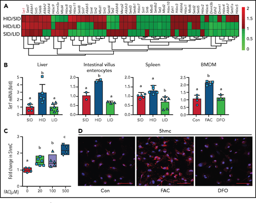 Excess iron upregulates Tet1 and increases 5-hmC. (A) Heatmap showing the fold change in differentially expressed epigenetic regulators in the liver of wild-type C57B/6J mice analyzed using RNA-seq data (n = 3 mice per group). (B-D) RT-PCR analysis of Tet1 mRNA measured in the indicated tissues and cells of mice fed the indicated diets (for the liver and spleen, n = 5-6 mice per group; for enterocytes, n = 5-6 mice per group; for BMDMs, n = 3-4 mice per group). (C) Fold change in 5-hmC measured in BMDMs vs FAC concentration (n = 4-5 mice per group). (D) Example 5-hmC immunofluorescence images of untreated (Con) BMDMs and BMDMs treated with either FAC or desferrioxamine (DFO); scale bars, 100 μm (images are representative of 3 experiments per group). In panels B and C, groups labeled without a common letter were significantly different (P < .05; 1-way ANOVA).