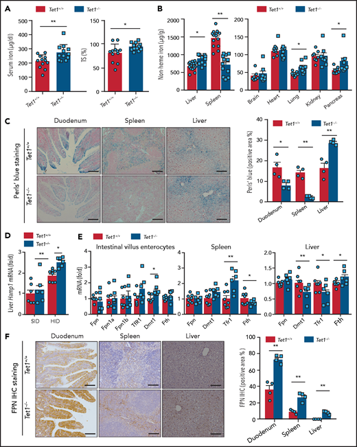 Global loss of Tet1 causes an altered response to iron overload. (A) Serum iron levels and transferrin saturation (TS) were measured in HID-fed control (Tet1+/+) and Tet1−/− mice (n = 10-12 mice per group). (B) Nonheme iron concentration was measured in the indicated tissues of HID-fed Tet1+/+ and Tet1−/− mice (n = 8-12 mice per group). (C) Perls’ Prussian blue staining and quantification of iron measured in duodenum, spleen, and liver sections obtained from HID-fed Tet1+/+ and Tet1−/− mice (n = 4 mice per group). (D) RT-PCR analysis of hepatic Hamp1 mRNA in SID- and HID-fed Tet1+/+ and Tet1−/− mice (n = 6-7 mice per group). (E) RT-PCR analysis of Fpn, Dmt1, Tfr1, and Fth mRNA in the liver, enterocytes, and spleen of HID-fed Tet1+/+ and Tet1−/− mice (n = 6-8 mice per group). (F) FPN immunohistochemistry and quantification of duodenum, spleen, and liver sections obtained from HID-fed Tet1+/+ and Tet1−/− mice (n = 4 mice per group). Scale bars, 100 μm (C,F). *P < .05 and **P < .01 (Student t test).