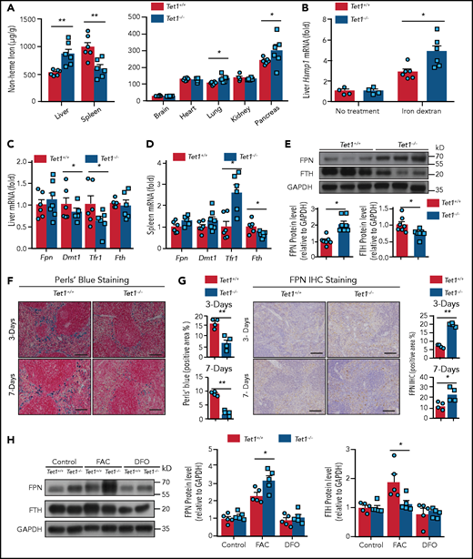 Iron dextran injection facilitates iron export in Tet1−/− macrophages and increases FPN protein levels. (A) Hepatic and splenic nonheme iron concentration was measured in Tet1+/+ and Tet1−/− mice 7 days after a single intraperitoneal injection of iron dextran (250 µg/g body weight) (n = 6 mice per group). (B) RT-PCR analysis of hepatic Hamp1 mRNA in untreated and iron dextran‒injected Tet1+/+ and Tet1−/− mice (n = 4-6 mice per group). (C-D) RT-PCR analysis of Fpn, Dmt1, Tfr1, and Fth mRNA in the liver and spleen of iron dextran‒injected Tet1+/+ and Tet1−/− mice (n = 6-7 mice per group). (E) Western blot analysis and quantification of FPN protein measured in iron dextran‒injected Tet1+/+ and Tet1−/− mice (n = 7 mice per group). (F) Perls’ Prussian blue staining of iron and FPN immunohistochemical staining and (G) quantification of spleen sections obtained from Tet1+/+ and Tet1−/− mice 3 and 7 days after iron dextran injection (n = 4 mice per group). (H) Western blot analysis and quantification of FPN protein measured in the indicated BMDMs treated as indicated (n = 5 mice per group). Scale bars, 100 μm (F-G). *P < .05 and **P < .01 (Student t test).