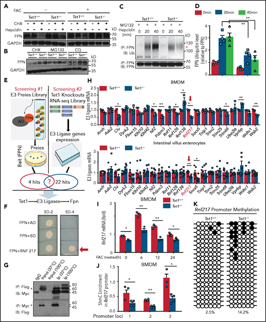 Loss of Tet1 reduces FPN degradation and Rnf217 promoter demethylation. (A) BMDMs from Tet1+/+ and Tet1−/− mice were pretreated for 20 hours either with or without FAC (100 µM), then treated for 2 hours with CHX (75 µM) followed by hepcidin (0.5 µM, 5 hours); FPN was then measured using western blot analysis (n = 4 mice per group). (B) BMDMs from Tet1+/+ and Tet1−/− mice were pretreated with FAC (100 µM, 20 hours), then treated for 4 hours with CHX (75 µM), CHX + MG132 (10 µM), or CHX + CQ (100 µM), after which FPN was measured using western blot analysis (n = 4 mice per group). (C) BMDMs from Tet1+/+ and Tet1−/− mice were pretreated for 20 hours with FAC (100 µM), followed by MG132 (10 µM, 4.5 hours); the cells were then treated with hepcidin (1 mg/mL) for 0, 20, or 40 minutes. The cell lysates were immunoprecipitated using an anti-FPN antibody and immunoblotted using the FK2 anti-polyubiquitin antibody. The red asterisk labels the polyubiquitinated FPN (C). (D) Quantification of FPN ubiquitination (n = 4 per group). (E) Schematic diagram depicting the main steps in screening for potential E3 ligase genes. (F) Interaction between FPN and RNF217 measured using the Y2H screening, indicated by survival of the harboring colonies in SD-4 medium (lacking Ura, His, Leu, and Trp) and SD-2 medium (lacking Ura and His). AD, activation domain; BD, binding domain. (G) Co-IP assay to identify the putative interaction between Flag-tagged RNF217 and Myc-tagged FPN expressed in HEK293T cells. Red asterisks indicate the expected size of Myc-tagged FPN (top) and Flag-tagged RNF217 (bottom). (H) Relative mRNA levels of the indicated E3 ligase genes were measured in BMDMs (n = 4 per group) and the duodenum (n = 5-8 mice per group) of Tet1+/+ and Tet1−/− mice under iron-overload conditions. (I) Relative Rnf217 mRNA levels were measured in Tet1+/+ and Tet1−/− BMDMs treated for the indicated times with 100 µM FAC (n = 3 per group). (J) Relative levels of 5-hmC at 3 regions in the Rnf217 promoter in Tet1+/+ and Tet1−/− BMDMs treated with FAC (100 µM) (n = 4 per group). (K) Methylation in the Rnf217 promoter was measured using bisulfite Sanger sequencing in FAC-treated Tet1+/+ and Tet1−/− BMDMs (n = 4 per group). Closed circles indicate methylated sites. *P < .05 and **P < .01 (Student t test).