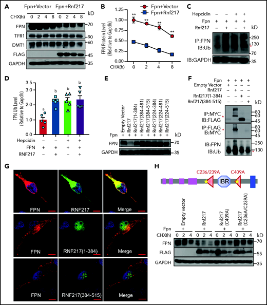 RNF217 interacts with FPN and promotes FPN degradation. HEK293T cells were transiently transfected with FPN-Myc together with either an empty vector or RNF217-Flag, and then treated with CHX (75 µM) for the indicated times; (A) FPN, TFR1, and DMT1 were then measured using western blot analysis; (B) the quantification of FPN (n = 4 experiments per group). (C-D) HEK293T cells were transiently transfected with FPN-Myc and HA-tagged ubiquitin (Ub) together with either an empty vector or RNF217-Flag, then treated either with or without hepcidin (1 mg/mL) for 30 minutes. Cell lysates were then immunoprecipitated using an anti-FPN antibody and blotted using an anti–poly-Ub antibody to detect ubiquitinated FPN. (C) Red asterisk labeles the polyubiquitinated FPN. (D) The quantification of ubiquitinated FPN (n = 5 experiments per group). (E) HEK293T cells were transfected with FPN-Myc together with either an empty vector or the indicated RNF217-Flag constructs; the cells were then treated with CHX (75 µM, 2 hours), and FPN was measured using western blot analysis (n = 3 experiments per group). (F) Top and center panels: HEK293T cells were transiently transfected with FPN-Myc together with either an empty vector or the indicated Flag-tagged RNF217 constructs, and cell lysates were immunoprecipitated using the respective antibodies to pull down FPN or RNF217, followed by western blot analysis (top 2 panels). Red asterisks indicate the expected size of Myc-tagged FPN and Flag-tagged RNF217. Bottom panel: duplicate samples were transfected with FPN-Myc and HA-ubiquitin together with either an empty vector or the indicated Flag-tagged RNF217 constructs; cell lysates were then immunoprecipitated using an anti-FPN antibody and immunoblotted using an anti–poly-Ub antibody to measure ubiquitinated FPN (n = 4 experiments per group). (G) Red asterisk labels the polyubiquitinated FPN. HeLa cells were transfected with FPN-Myc together with the indicated RNF217 constructs, treated with FAC (100 µM) for 12 hours, then analyzed using immunofluorescence. (H) HEK293T cells were cotransfected with FPN together with Flag-tagged wild-type, C409A, or C275/277A RNF217; the cells were treated with CHX (75 µM) for the indicated times, and FPN was measured using western blot analysis (n = 3 experiments per group). Scale bars, 10 μm (G). **P < .01 (Student t test). In panel D, groups labeled without a common letter were significantly different (P < .05; 1-way ANOVA).