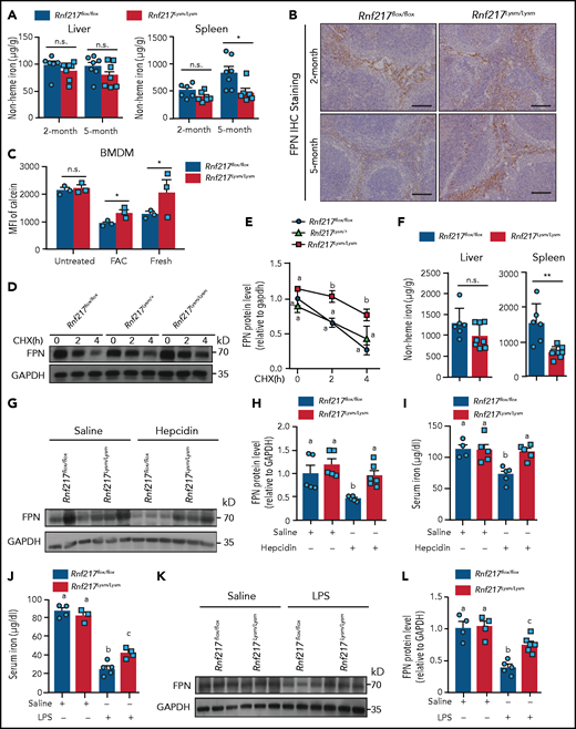 Rnf217−/− macrophages have FPN accumulation and impaired iron homeostasis. (A) Hepatic and splenic nonheme iron concentration was measured in 2- and 5-month-old Rnf217flox/flox and Rnf217Lysm/Lysm mice (n = 6-7 mice per group). (B) Spleen sections were prepared from 2- and 5-month-old Rnf217flox/flox and Rnf217Lysm/Lysm mice and immunostained for FPN (n = 4 mice per group). (C) Intracellular iron was measured in Calcein-AM‒loaded BMDMs treated as indicated (n = 3 mice per group). The indicated BMDMs were pretreated with FAC (100 µM, 12 hours) and then treated with CHX (75 µM) for the indicated times; (D) FPN was then measured using western blot analysis and (E) quantified (n = 3 mice per group). (F) Rnf217flox/flox and Rnf217Lysm/Lysm mice were fed a high-iron diet for 6 weeks followed by a low-iron diet for 5 weeks, after which hepatic and splenic nonheme iron concentration were measured (n = 6-8 mice per group). (G) Western blot analysis and (H) quantification of FPN measured in spleen samples prepared from Rnf217flox/flox and Rnf217Lysm/Lysm mice injected with either saline or hepcidin (n = 5-6 mice per group). (I) Serum iron was measured in Rnf217flox/flox and Rnf217Lysm/Lysm mice injected with either saline or hepcidin (n = 4-5 mice per group). (J) Serum iron was measured in Rnf217flox/flox and Rnf217Lysm/Lysm mice injected with either saline or LPS (5 µg/g body weight) (n = 3-5 mice per group). (K) Western blot analysis and (L) quantification of FPN measured in spleen samples prepared from Rnf217flox/flox and Rnf217Lysm/Lysm mice injected with either saline or LPS (n = 4-6 mice per group). Scale bars, 100 μm (B). *P < .05; **P < .01 (Student t test); in panels E, H-J, and L, groups labeled without a common letter were significantly different (P < .05; 1-way ANOVA).