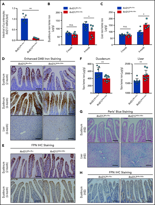 Intestinal enterocyte‒specific Rnf217 knockout mice have increased FPN in the intestinal epithelium and increased iron absorption. (A) RT-PCR analysis of Rnf217 mRNA measured in the small intestine of control (Rnf217flox/flox) and Rnf217Villin/Villin mice (n = 5 mice per group). (B-C) Hepatic and duodenum nonheme iron concentration was measured in 2-month-old and 6-month-old Rnf217flox/flox and Rnf217Villin/Villin mice (n = 5-6 mice per group). (D) Enhanced DAB iron staining of duodenum and liver sections, and (E) FPN immunostaining staining of duodenum sections obtained from Rnf217flox/flox and Rnf217Villin/Villin mice at the indicated ages (n = 4 mice per group). (F) Nonheme iron concentration was measured in the duodenum and liver of HID-fed Rnf217flox/flox and Rnf217Villin/Villin mice (n = 8-9 mice per group). (G) Perls’ Prussian blue staining of duodenum and liver sections, and (H) FPN immunostaining of duodenum sections obtained from HID-fed Rnf217flox/flox and Rnf217Villin/Villin mice (n = 4 mice per group). Scale bars, 100 μm (D-E,G,H). *P < .05 and **P < .01 (Student t test).
