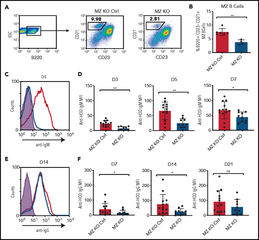 MZ B cells play a role in anti-HOD alloantibody formation. (A-B) Gating strategy (A) and quantification (B) of the percentage of B220+CD23−CD21hi MZ B cells in splenocytes obtained from MZ-KO and CD19+/+ × Notch2flx/flx (MZ-KO Ctrl) mice. (C-D) Representative line graph (C) and quantification (D) of anti-HOD IgM alloantibody formation in MZ B-cell–KO mice (blue) compared with MZ B-cell–KO littermate control mice (red) following HOD RBC transfusion. (E-F) Representative line graph (E) and quantification (F) of anti-HOD IgG alloantibody formation in MZ B-cell–KO mice (blue) compared with MZ B-cell–KO littermate control mice (red) following HOD RBC transfusion.