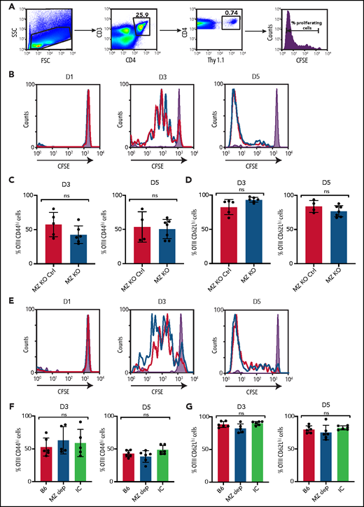 HOD-specific CD4 T-cell activation is not dependent on MZ B cells. (A) Gating strategy and line graph showing proliferation, as measured by CFSE dilution, of CFSE-labeled CD4+Thy1.1+ OTII T cells obtained from recipient splenocytes 5 days following HOD RBC transfusion. (B) MZ-KO mice (blue) and MZ B-cell littermate control (MZ-KO Ctrl) recipients (red) received transfusion with HOD RBCs, followed by examination of splenocytes for OTII T-cell proliferation on days 1 (D1), 3 (D3), and 5 (D5); representative line graphs are shown. (C-D) OTII T cells were stained for activation markers, including CD44 (C) and CD62L (D). (E-G) B6 control recipients received HOD RBC transfusion alone (B6), MZ B-cell–depleting antibodies followed by HOD RBC transfusion (MZ B dep), or IC antibodies followed by HOD RBC transfusion (IC). Splenocytes were examined on D1, D3, and D5 for OTII T-cell proliferation; representative line graphs are shown (E). OTII T cells from these groups were stained for activation markers, including CD44 (F) and CD62L (G). Shaded graphs represent CFSE proliferation in a control mouse that received CFSE-labeled OTII T cells but did not receive HOD RBC transfusion. The red line indicates MZ B-cell–depleted mice, and the black line represents B6 control group following HOD RBC transfusion. Error bars represent standard deviation; results are a combination of 2 independent experiments with ≥3 mice per time point per group. Statistical significance was assessed using a nonparametric unpaired Student t test or 1-way ANOVA with Tukey’s post hoc test. ns, not significant.